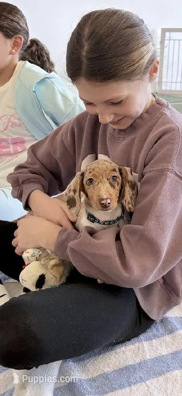 Chipper – Miniature Dachshund puppy for sale in New York City, NY