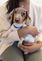 Chipper, a male Miniature Dachshund for sale in New York City, NY – Photo 4 of 6