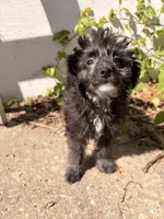 Sheep, a male Maltipoo for sale in New York City, NY – Photo 3 of 6