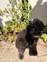 Sheep, a male Maltipoo for sale in New York City, NY – Photo 6 of 6