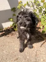 Sheep, a male Maltipoo for sale in New York City, NY – Photo 2 of 6