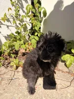 Sheep, a male Maltipoo for sale in New York City, NY – Photo 5 of 6
