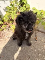 Sheep, a male Maltipoo for sale in New York City, NY – Photo 4 of 6