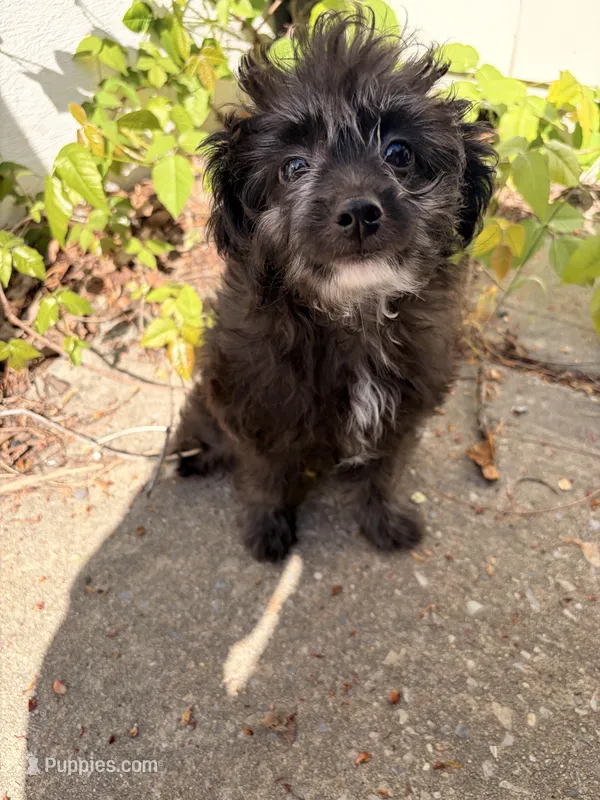 Sheep – Maltipoo puppy for sale in New York City, NY