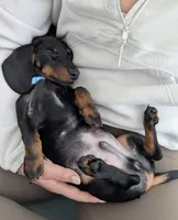 Pluto, a male Miniature Dachshund for sale in New York City, NY – Photo 2 of 5