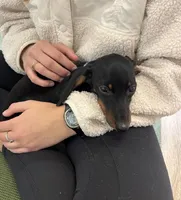 Pluto, a male Miniature Dachshund for sale in New York City, NY – Photo 1 of 5