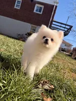 Sally, a female Pomeranian for sale in New York City, NY – Photo 8 of 8