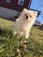 Sally, a female Pomeranian for sale in New York City, NY – Photo 2 of 8