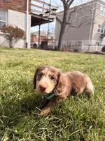 comet, a male Miniature Dachshund for sale in New York City, NY – Photo 5 of 6