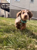 comet, a male Miniature Dachshund for sale in New York City, NY – Photo 3 of 6