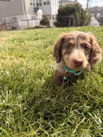 comet, a male Miniature Dachshund for sale in New York City, NY – Photo 2 of 6