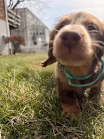 comet, a male Miniature Dachshund for sale in New York City, NY – Photo 6 of 6