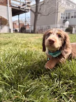 comet, a male Miniature Dachshund for sale in New York City, NY – Photo 4 of 6
