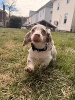 Wrigley , a male Miniature Dachshund for sale in New York City, NY – Photo 4 of 5