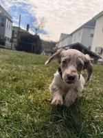 Wrigley , a male Miniature Dachshund for sale in New York City, NY – Photo 2 of 5
