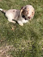 Wrigley , a male Miniature Dachshund for sale in New York City, NY – Photo 5 of 5