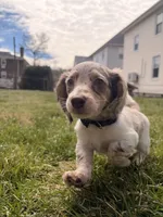 Wrigley , a male Miniature Dachshund for sale in New York City, NY – Photo 1 of 5