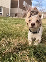 Wrigley , a male Miniature Dachshund for sale in New York City, NY – Photo 3 of 5