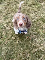 Remmi, a male Miniature Dachshund for sale in New York City, NY – Photo 5 of 5