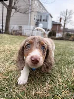 Remmi, a male Miniature Dachshund for sale in New York City, NY – Photo 4 of 5