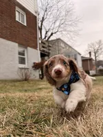 Remmi, a male Miniature Dachshund for sale in New York City, NY – Photo 3 of 5