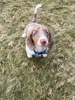 Remmi, a male Miniature Dachshund for sale in New York City, NY – Photo 2 of 5