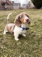 Remmi, a male Miniature Dachshund for sale in New York City, NY – Photo 1 of 5