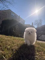 Snowy, a male Pomeranian for sale in New York City, NY – Photo 2 of 7