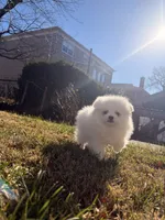 Snowy, a male Pomeranian for sale in New York City, NY – Photo 4 of 7