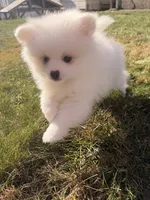 Snowy, a male Pomeranian for sale in New York City, NY – Photo 1 of 7
