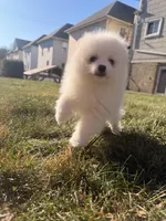 Snowy, a male Pomeranian for sale in New York City, NY – Photo 7 of 7