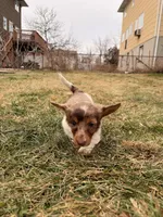 Keke, a female Miniature Dachshund for sale in New York City, NY – Photo 5 of 7