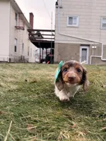 Keke, a female Miniature Dachshund for sale in New York City, NY – Photo 3 of 7