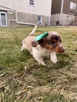 Keke, a female Miniature Dachshund for sale in New York City, NY – Photo 6 of 7