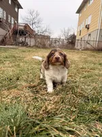 Keke, a female Miniature Dachshund for sale in New York City, NY – Photo 7 of 7