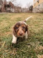 Keke, a female Miniature Dachshund for sale in New York City, NY – Photo 4 of 7