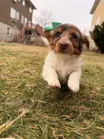 Keke, a female Miniature Dachshund for sale in New York City, NY – Photo 1 of 7