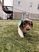 Keke, a female Miniature Dachshund for sale in New York City, NY – Photo 2 of 7