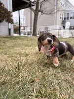 Minnie, a female Miniature Dachshund for sale in New York City, NY – Photo 4 of 5