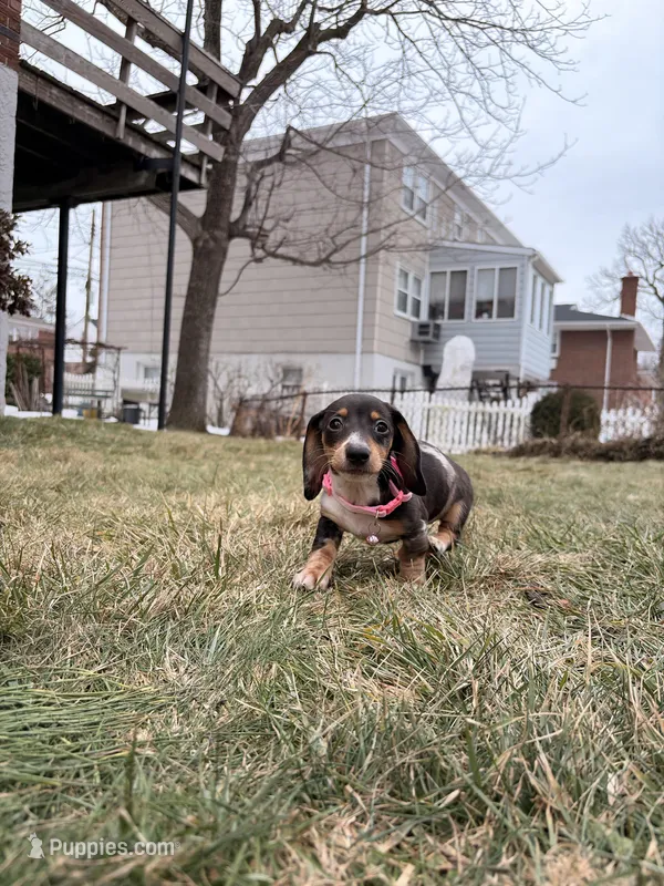 Minnie, a female Miniature Dachshund for sale in New York City, NY – Photo 1 of 5