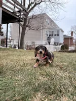 Minnie, a female Miniature Dachshund for sale in New York City, NY – Photo 1 of 5