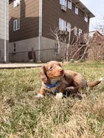 Astro, a male Miniature Dachshund for sale in New York City, NY – Photo 5 of 5