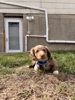 Astro, a male Miniature Dachshund for sale in New York City, NY – Photo 3 of 5