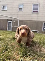 Astro, a male Miniature Dachshund for sale in New York City, NY – Photo 2 of 5