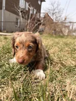 Astro, a male Miniature Dachshund for sale in New York City, NY – Photo 4 of 5