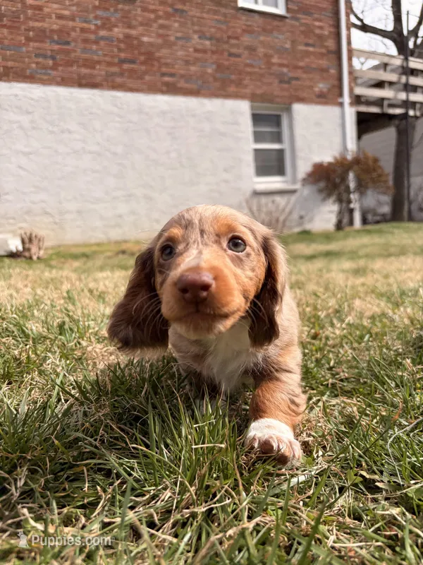 Astro – Miniature Dachshund puppy for sale in New York City, NY