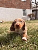 Astro, a male Miniature Dachshund for sale in New York City, NY – Photo 1 of 5