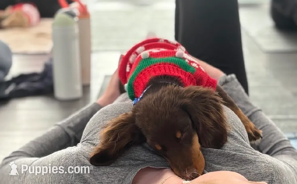 Choco, a male Miniature Dachshund for sale in New York City, NY – Photo 5 of 6