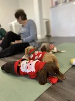 Choco, a male Miniature Dachshund for sale in New York City, NY – Photo 3 of 6