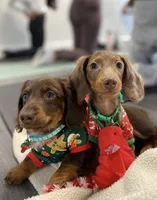 Choco, a male Miniature Dachshund for sale in New York City, NY – Photo 2 of 6